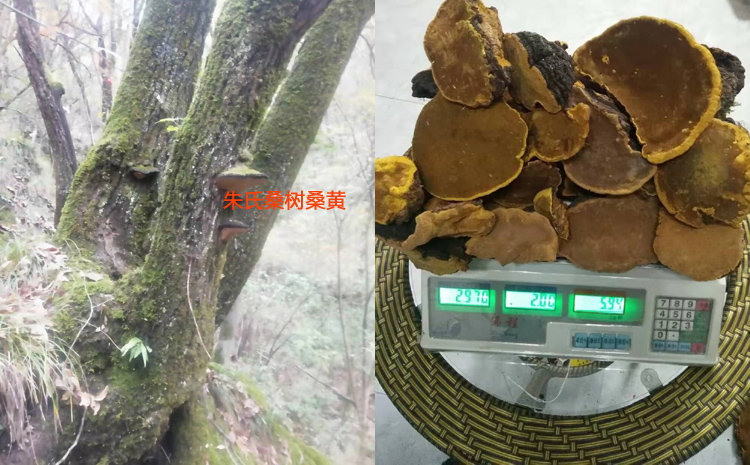 野生桑樹桑黃圖片 野生桑樹桑黃圖片