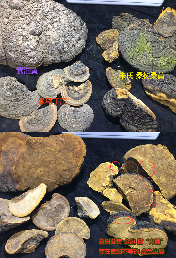 暴馬丁桑黃與紫油桑黃和桑樹桑黃區別圖片 暴馬丁桑黃與紫油桑黃和桑樹桑黃區別圖片