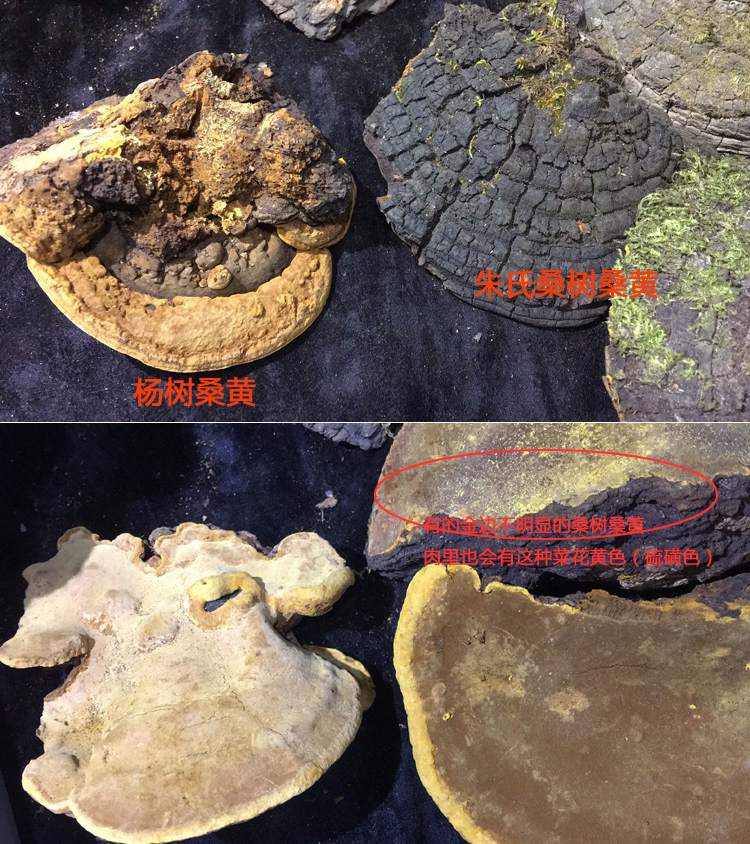 楊樹桑黃和桑樹桑黃的區別圖片 楊樹桑黃和桑樹桑黃的區別圖片