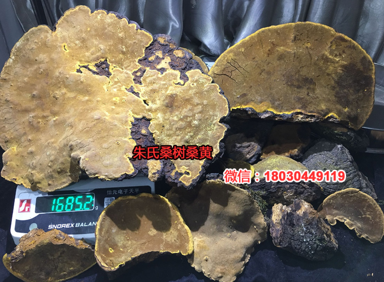 野生桑樹桑黃圖片 野生桑樹桑黃圖片