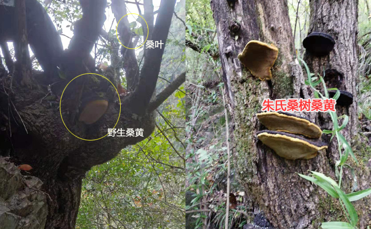 自然生長的野生桑黃圖片