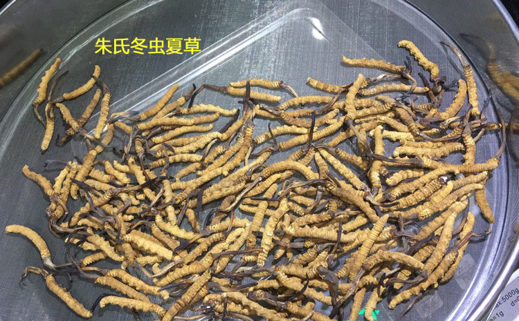 朱氏冬蟲夏草圖片 朱氏冬蟲夏草圖片