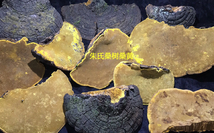 野生桑樹(shù)桑黃圖片 野生桑樹(shù)桑黃圖片