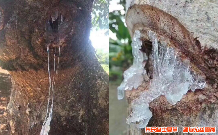 刺蘋(píng)婆樹(shù)圖片