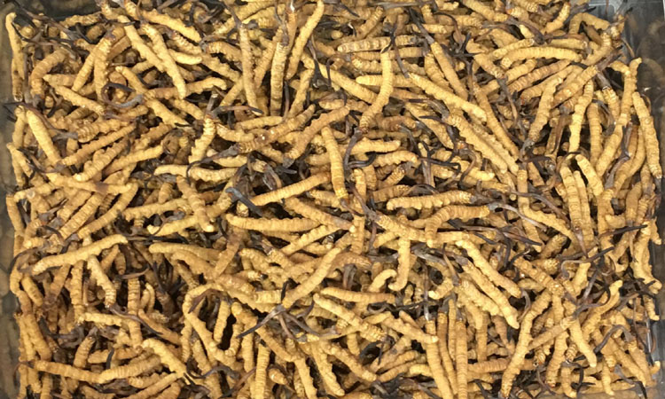 高海拔冬蟲夏草圖片 高海拔冬蟲夏草圖片