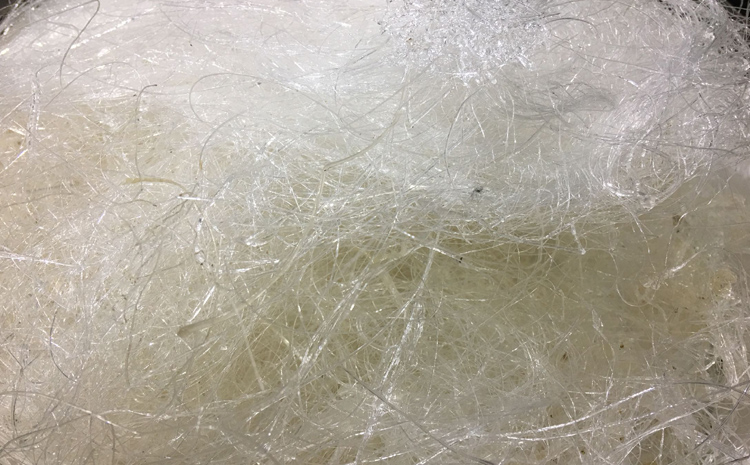 龍須雪燕圖片 龍須雪燕圖片