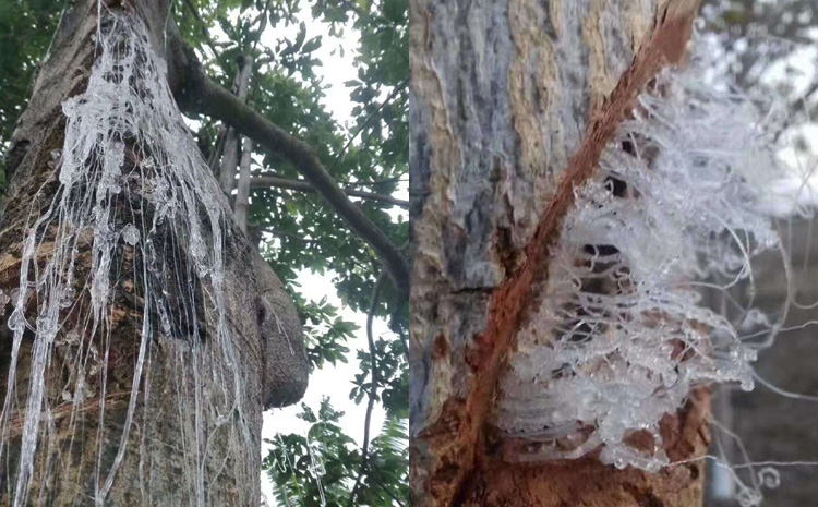 緬甸雪燕在樹上的圖片