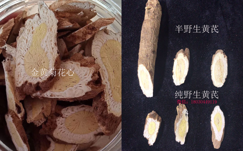 野生黃芪和半野生黃芪區別圖片