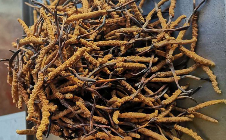 那曲冬蟲夏草5根1克實物圖片