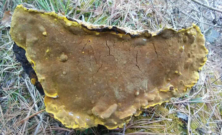 野生桑樹桑黃圖片