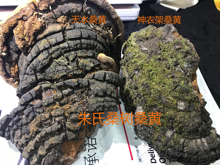 甘肅桑黃和神農架桑黃對比圖 甘肅桑黃和神農架桑黃對比圖