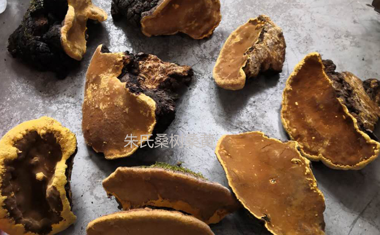 正宗野生桑黃圖片