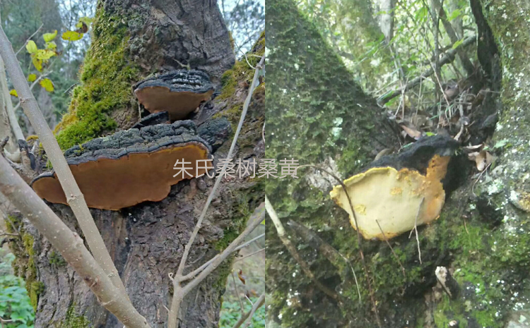 野生桑樹菌圖片