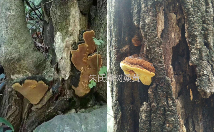 桑樹上的新鮮桑黃圖片