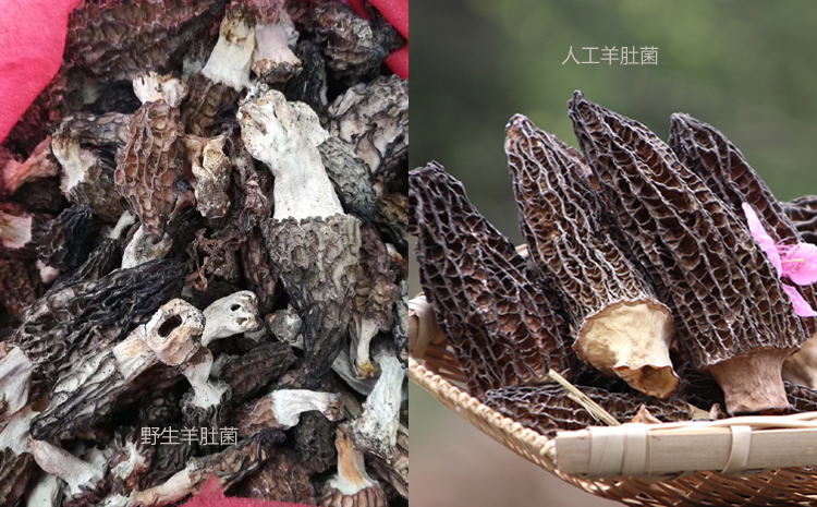 野生羊肚菌和種植羊肚菌對比圖片