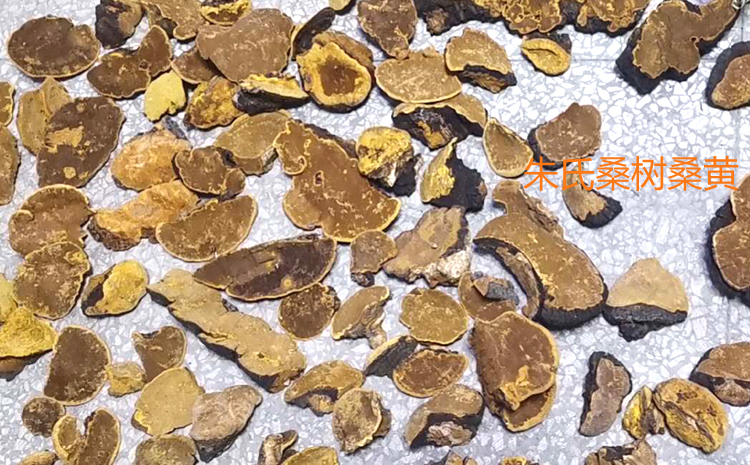 野生桑樹桑黃圖片