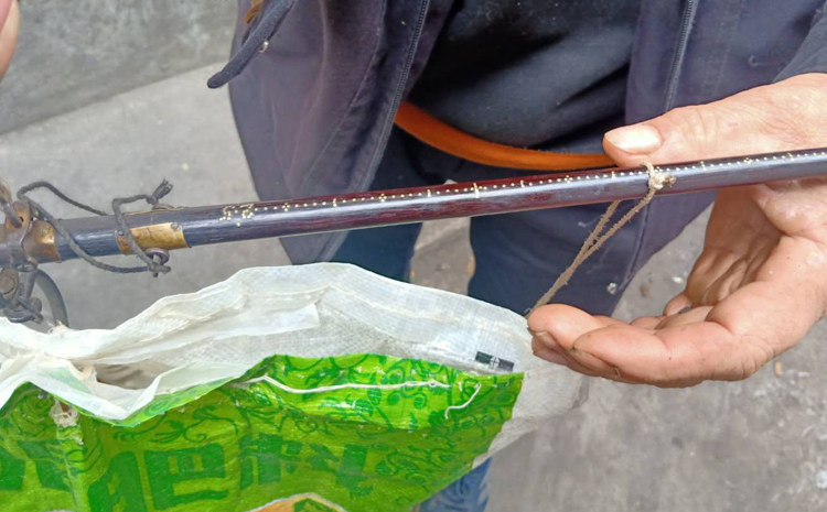 桑黃用桿秤稱重