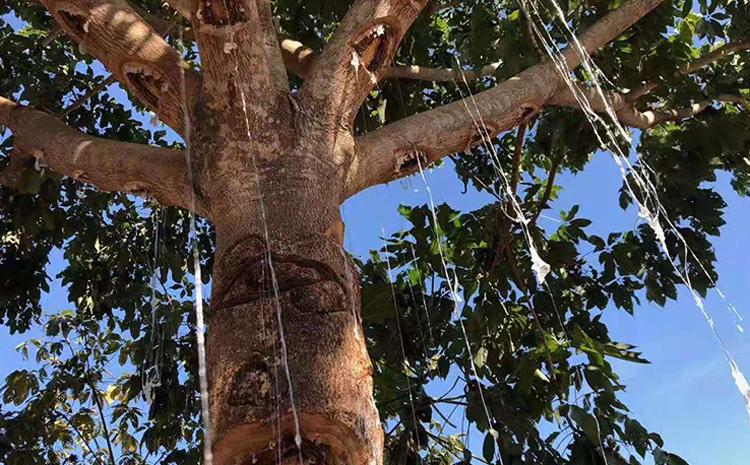 龍須雪燕樹圖片