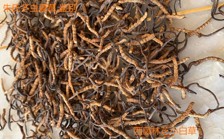 西藏小白草圖片