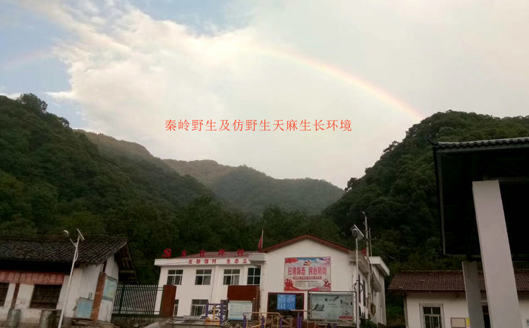 秦嶺野生天麻生長環境 秦嶺野生天麻生長環境