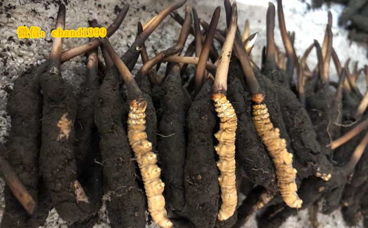 阿壩新鮮蟲草圖片 阿壩新鮮蟲草圖片