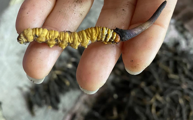 新鮮冬蟲夏草圖片