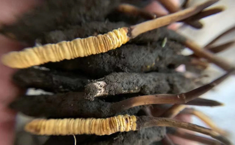 西藏新鮮蟲草圖片 西藏新鮮蟲草圖片