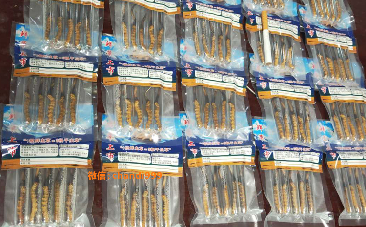 山南新鮮蟲草圖片 山南新鮮蟲草圖片