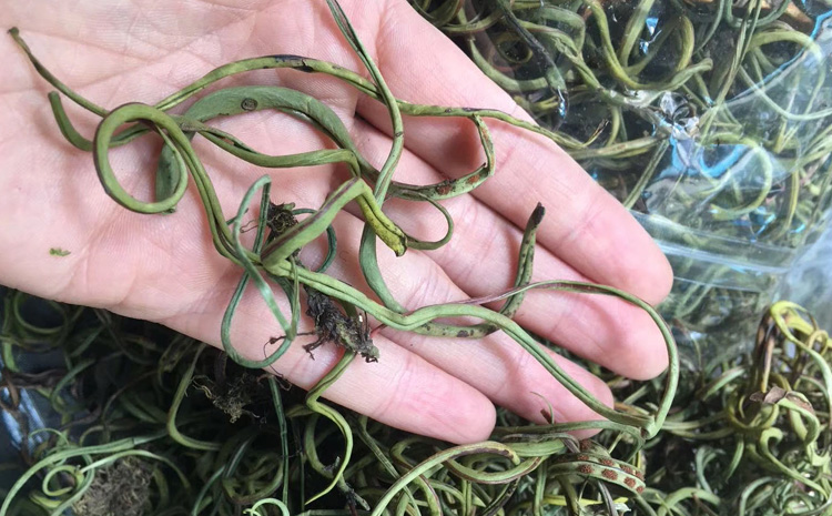 真正化石草圖片 真正化石草圖片