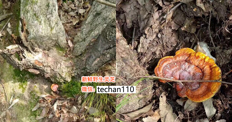 新鮮野生靈芝圖片