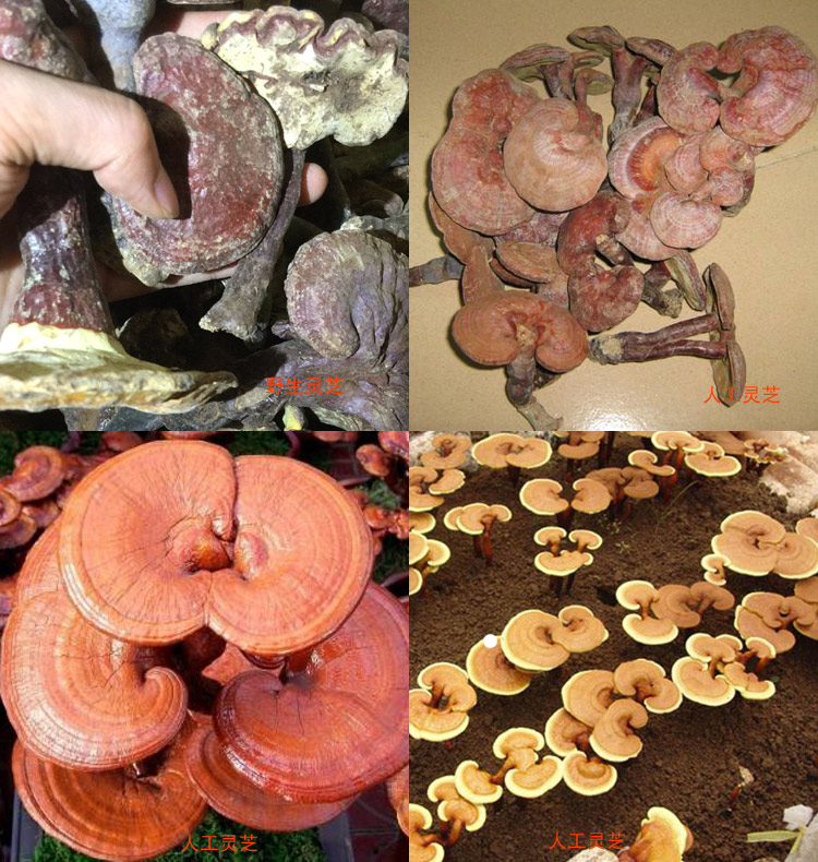 野生靈芝和人工靈芝對比圖片
