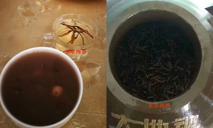 冬蟲夏草泡茶泡酒圖片