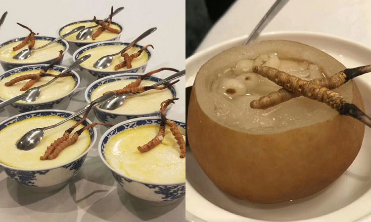 冬蟲夏草蒸著吃圖片