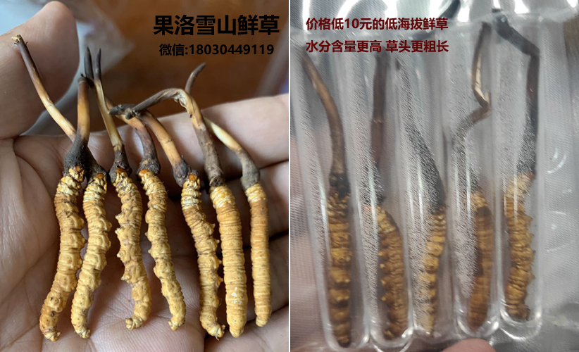 果洛新鮮蟲草和低海拔新鮮蟲草區別圖片