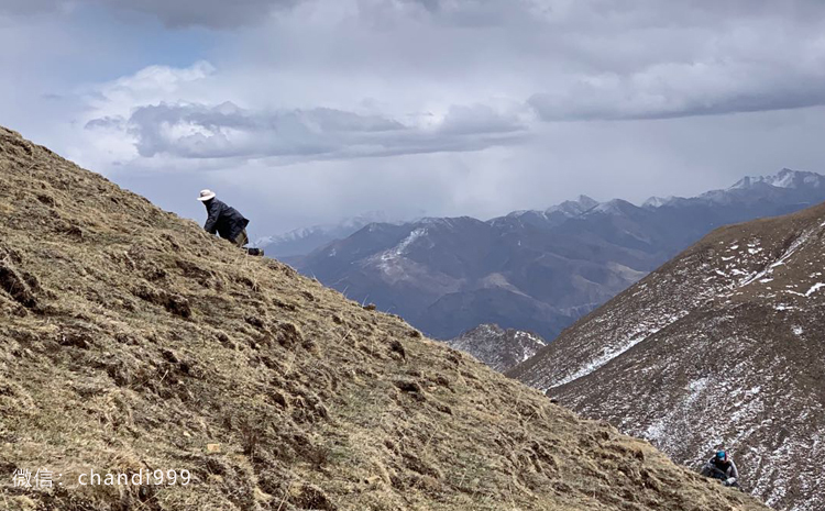 新鮮蟲草采挖 新鮮蟲草采挖