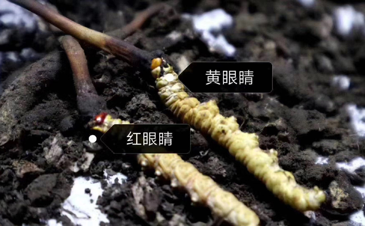 紅眼睛蟲草和黃眼睛蟲草 紅眼睛蟲草和黃眼睛蟲草