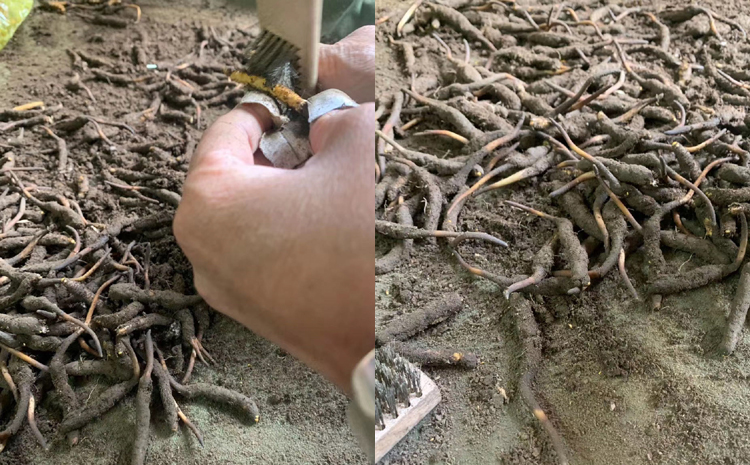 新鮮蟲草清理泥土圖片 新鮮蟲草清理泥土圖片
