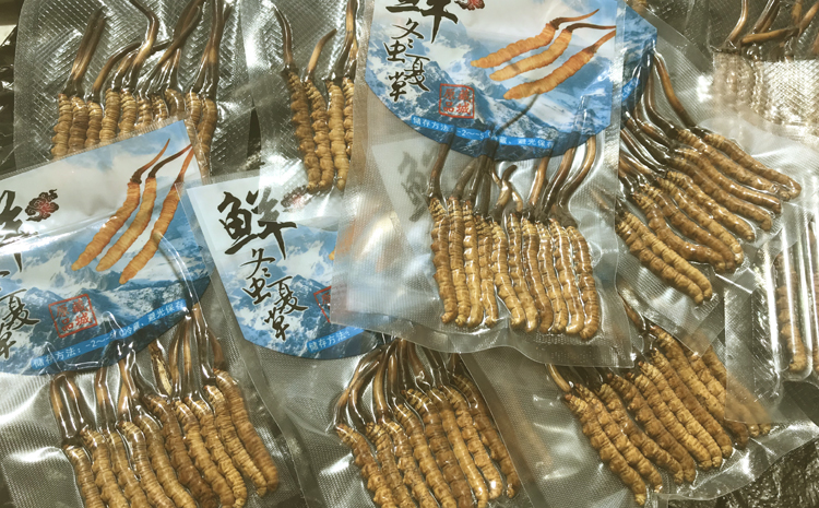 玉樹新鮮蟲草圖片