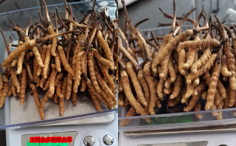 玉樹新鮮蟲草圖片