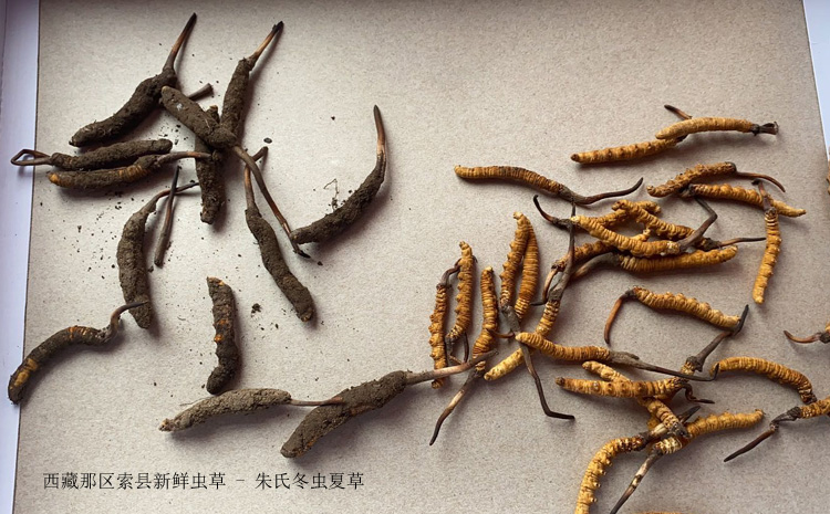 那曲索縣新鮮冬蟲夏草