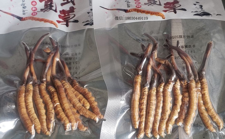 那曲比如縣新鮮冬蟲夏草圖片