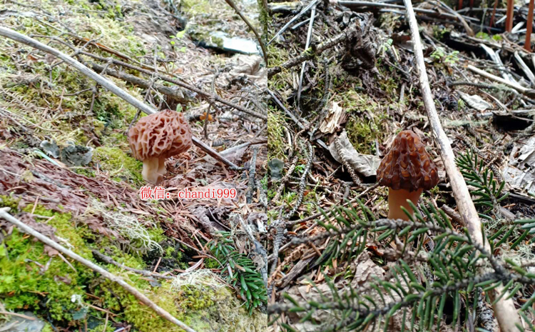 西藏野生羊肚菌圖片 西藏野生羊肚菌圖片