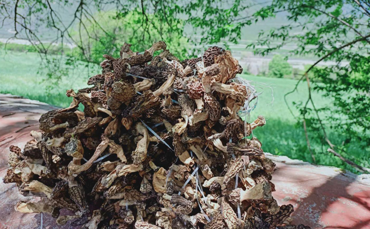 西藏野生羊肚菌干貨圖片 西藏野生羊肚菌干貨圖片