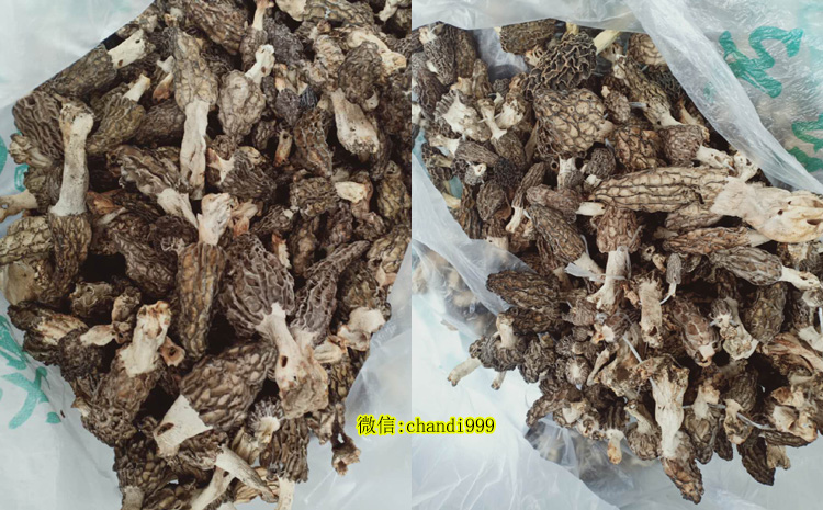 野生羊肚菌圖片 野生羊肚菌圖片