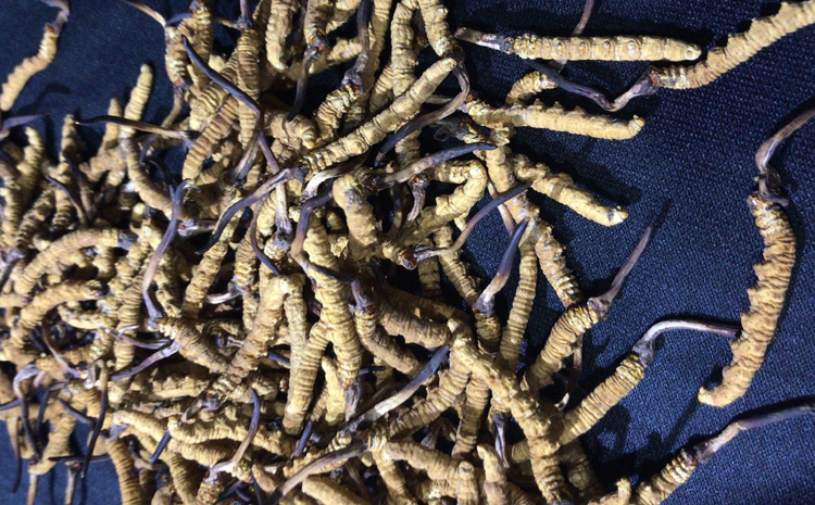 那區(qū)冬蟲夏草圖片