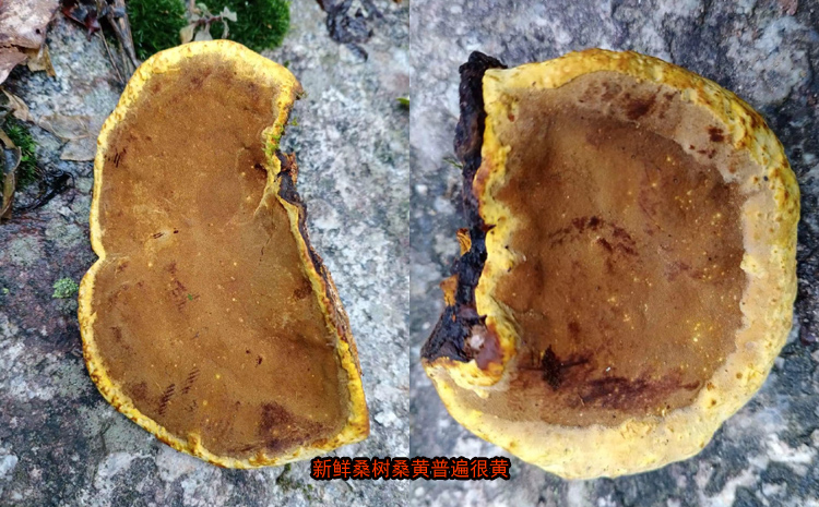 新鮮采摘的桑黃圖片 新鮮采摘的桑黃圖片