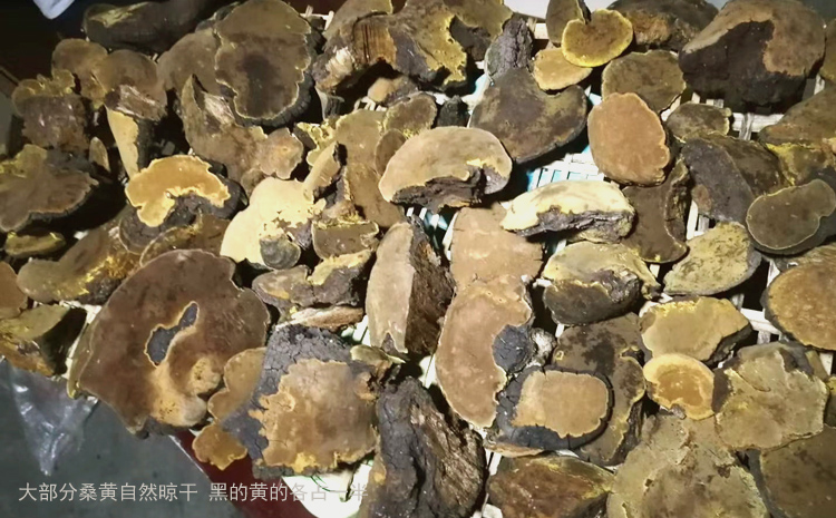 自然晾干的桑樹桑黃圖片 自然晾干的桑樹桑黃圖片