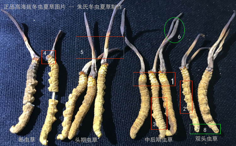 冬蟲夏草鑒定圖片