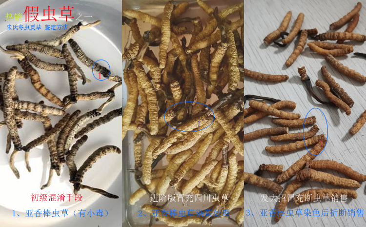亞香棒蟲草圖片