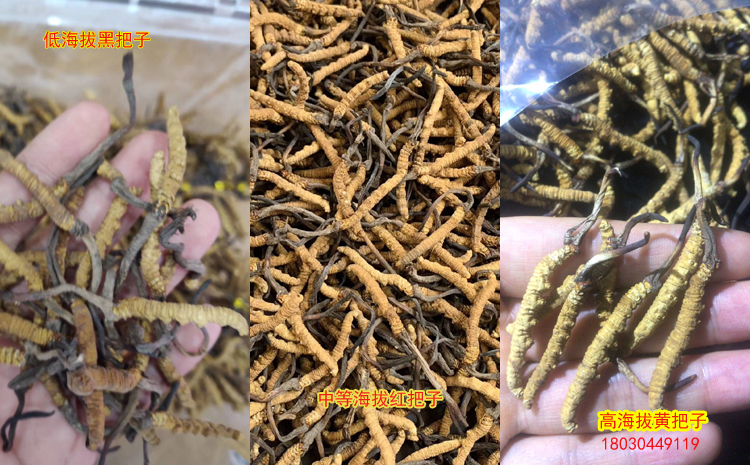 不同海拔冬蟲夏草圖片對比